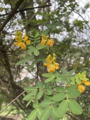 Senna multiglandulosa