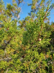 Juniperus phoenicea