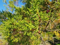 Juniperus phoenicea