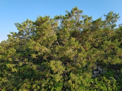Juniperus phoenicea