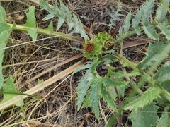 Cynara tournefortii