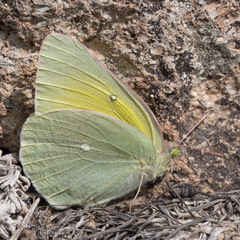 Colias alexandra alexandra
