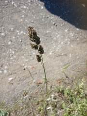 Dactylis glomerata