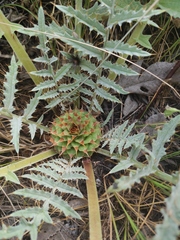 Cynara tournefortii