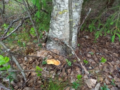 Lentinus substrictus