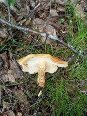 Lentinus substrictus