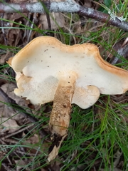 Lentinus substrictus