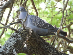 Patagioenas maculosa