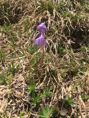 Soldanella