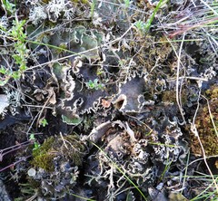Peltigera leucophlebia