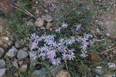 Aster hispidus