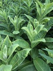 Asclepias syriaca