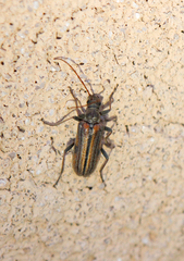 Cortodera