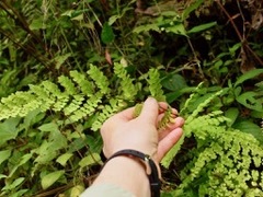 Adiantum concinnum