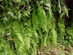 Adiantum concinnum