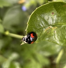 Harmonia axyridis