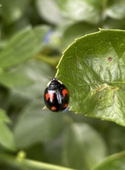 Harmonia axyridis