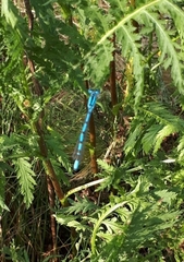 Enallagma cyathigerum