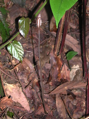 Gastrodia uraiensis