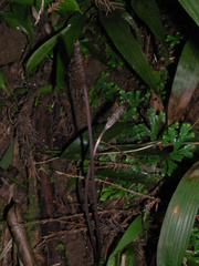 Gastrodia uraiensis