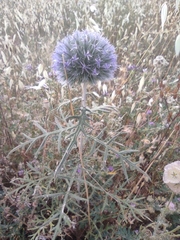 Echinops strigosus