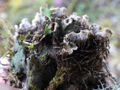 Peltigera leucophlebia