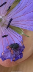 Zacladus geranii