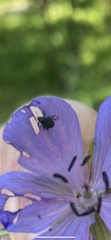 Zacladus geranii