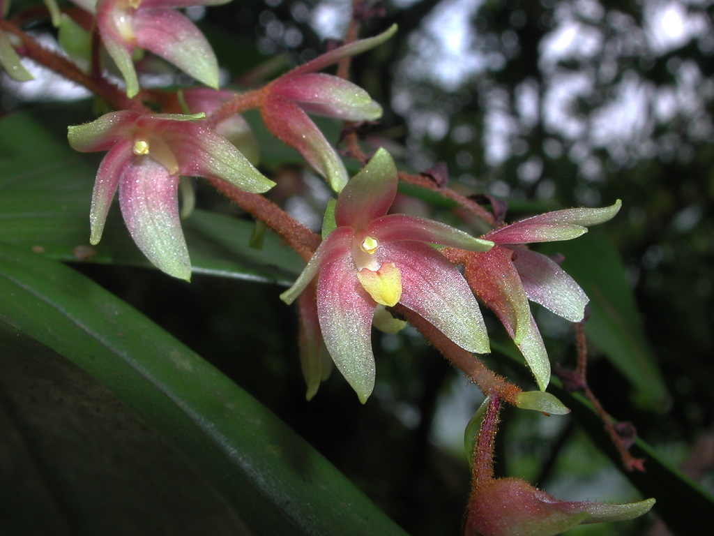 Pinalia formosana