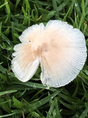 Bolbitius coprophilus