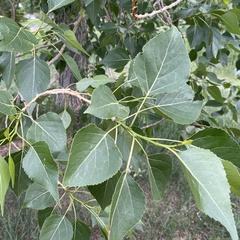 Populus × acuminata