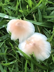 Bolbitius coprophilus