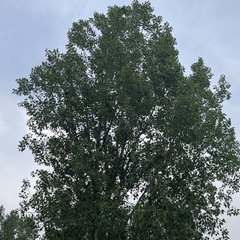 Populus × acuminata