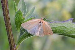Aphelia viburnana