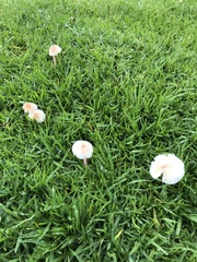 Bolbitius coprophilus