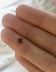 Araneae