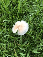 Bolbitius coprophilus