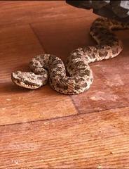 Bothrops ammodytoides