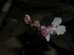 Odontochilus nanlingensis