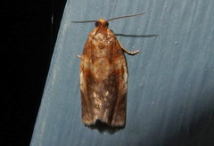 Clepsis persicana