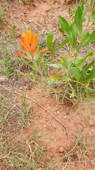 Castilleja