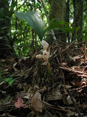 Acanthophippium striatum