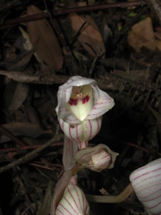 Acanthophippium striatum