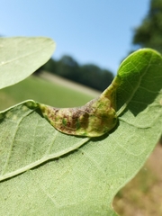 Macrodiplosis pustularis