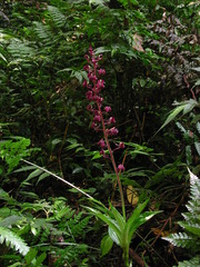 Liparis gigantea