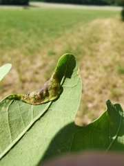 Macrodiplosis pustularis