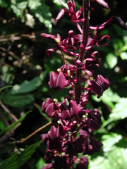 Liparis gigantea