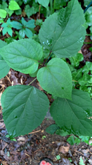 Clerodendrum bungei