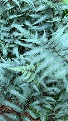 Athyrium niponicum