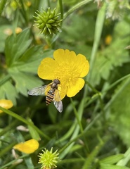 Episyrphus balteatus